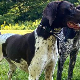 Hazel - German Shorthaired Pointer