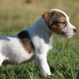 Prince - Tan and white male Jack Russell Terrier puppy in Menifee, California from Wendover Terriers