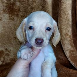 BEAU - Chocolate and cream male Dachshund puppy in Swink, Oklahoma from Palali Farm