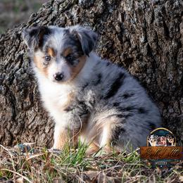 Rowen - Blue merle female Miniature Australian Shepherd puppy in Granbury, Texas from Best Little Aussies