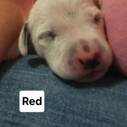 Boy 1 - White and black male Dalmatian puppy in Hagerstown, Maryland from Stagecoach Dalmatians