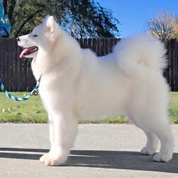 Samoyed puppies from Limelight Samoyeds