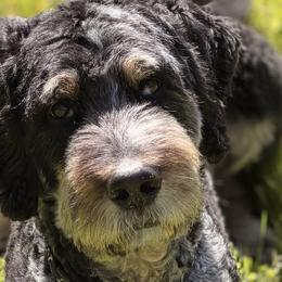 Bernedoodles, Cockapoos, and Poodles from Dalton Poodles and Doodles
