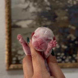 Cicada Wing - White male Shih Tzu puppy in Cedar Hill, Texas from Puppy Paper House