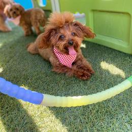 Gnocchi 4  lbs - Red male Maltipoo puppy in San Diego, California from Maltipoos SD
