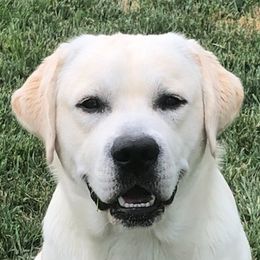 Mojito - Labrador Retriever