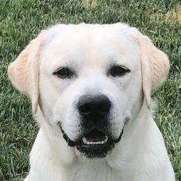 Mojito - Labrador Retriever