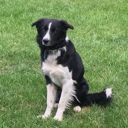 Scout - Border Collie