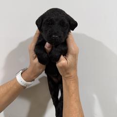 Girl 2 - Brown female Whoodle puppy in Pima, Arizona from Schmidt's K9s