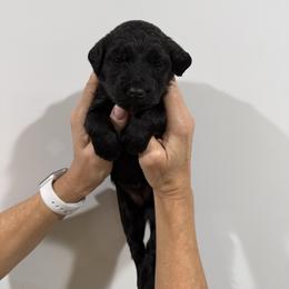Girl 2 - Brown female Whoodle puppy in Pima, Arizona from Schmidt's K9s