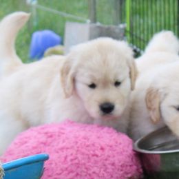 Golden Retriever Puppies from True Magic Goldens