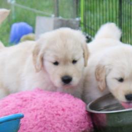 Golden Retriever Puppies from True Magic Goldens