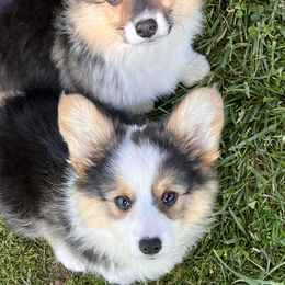 Pembroke Welsh Corgi Puppies from S&K Woodwickcorgis