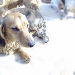 AKC - Jethro - 2100 - Red male Dachshund puppy in Albertville, Alabama from Jana Rae's