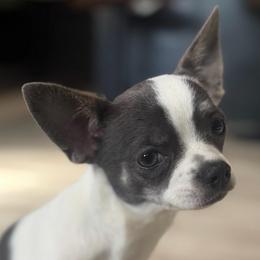 Luna - Chihuahua
