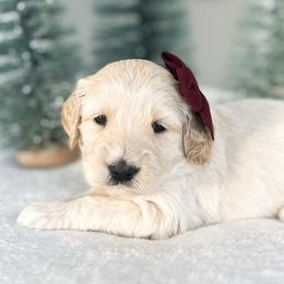 Yo-yo - Cream female Goldendoodle puppy in Sterling, Illinois from Charley's Goldendoodles