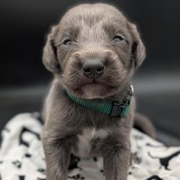 Chief - male Long Haired Weimaraner puppy in Evart, Michigan from Drehbar Weimaraners