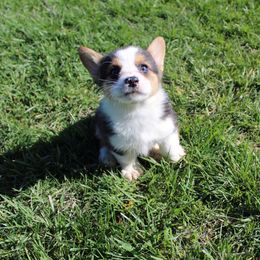 American Corgi and Pembroke Welsh Corgi Puppies from Clover Meadows Farm Corgis