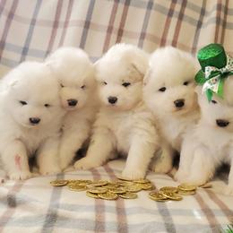 Samoyed Puppies from Limelight Samoyeds