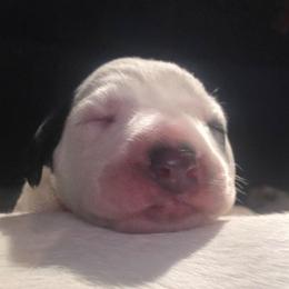 RED - White and black male Dalmatian puppy in Palmer, Massachusetts from Delaney's Dalmatians 2