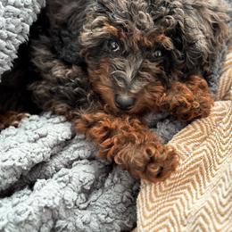 Aussiedoodle and Bernedoodle Puppies from Steindoodles