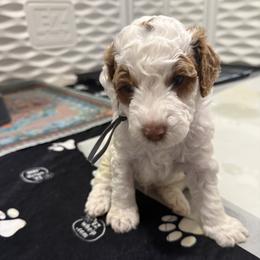 Frank - Parti male Goldendoodle puppy in Miami, Florida from Magdoodles