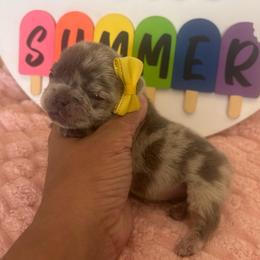 Fluffy blue merel - Blue female French Bulldog puppy in Tucson, Arizona from Furever Friends