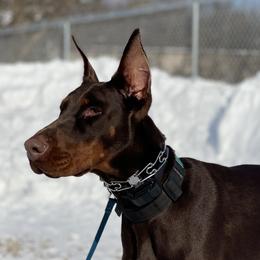 Inez - Doberman Pinscher