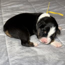 Gold - Black tri-color female Australian Shepherd puppy in Carson City, Nevada from Miska’s Australian Shepherds
