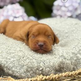 Glitter - Yellow female Labrador Retriever puppy in Puyallup, Washington from 12 Door Farm Labradors