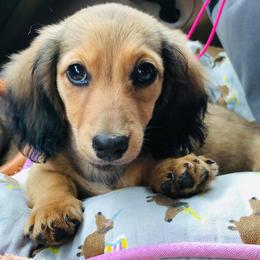 Dachshunds from Donna's Dachshunds