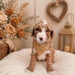 Dakota Hughes - Apricot male Goldendoodle puppy in Valdosta, Georgia from Designer Doodles of South GA
