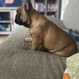 French Bulldog Puppies from Poppy’s Frenchies
