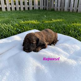 Rapunzel - Sable female Poodle puppy in Ellenburg Center, New York from Kristin's Puppies