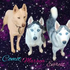 Poodles and Siberian Huskies from Warburton's Heavenly Kennels