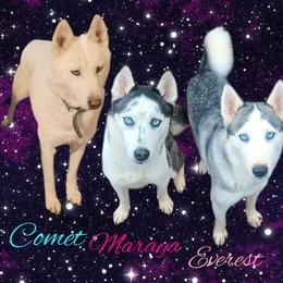 Poodles and Siberian Huskies from Warburton's Heavenly Kennels