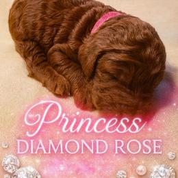 Princess  Diamond Rose Rosa Red - Red  female Poodle puppy in Woodbridge, Virginia from Rosa Red Standard Poodles