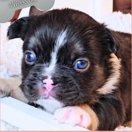 Girl 3 - Bookworm - Tricolors female French Bulldog puppy in Elberton, Georgia from Ioney's Southern Paws Shelties, Frenchies, and Yorkies