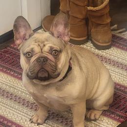 Barbie - French Bulldog