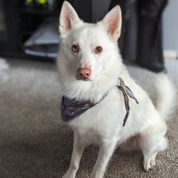Bud - Pomsky