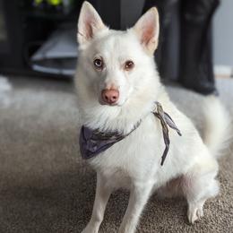 Bud - Pomsky
