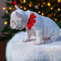 Aspen - White female French Bulldog puppy in Delafield, Wisconsin from Bishop Bullyz