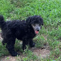 Bo - Silver male Poodle puppy in Cabool, Missouri from Rafter B Farms