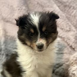 Janie - Black white and tan female Shetland Sheepdog puppy in Middleburgh, New York from StoneyAcre