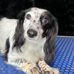 Dachshunds from Lady Maye Dachshund's