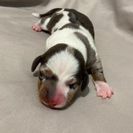 Girl 2 - Dapple female Dachshund puppy in Bakersfield, California from KC Doxies