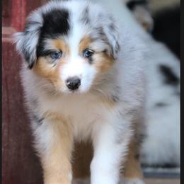 Boy 4 - male Australian Shepherd puppy in Chico, California from Brody Aussies