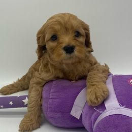 Cockapoos, Goldendoodles, and Poodles from Puppy Power Kennels