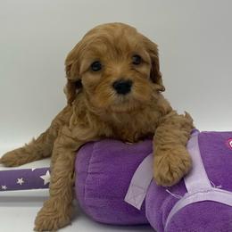 Cockapoos, Goldendoodles, and Poodles from Puppy Power Kennels