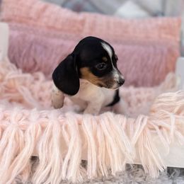 Izzy - Piebald female Dachshund puppy in Decatur, Mississippi from KP Dachshunds